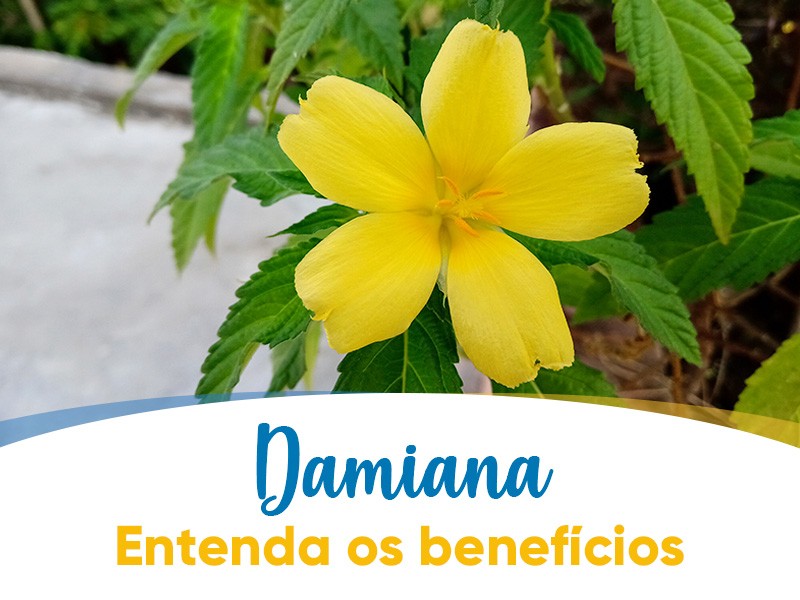 Damiana e Chanana so a mesma coisa? Entenda os benefcios!